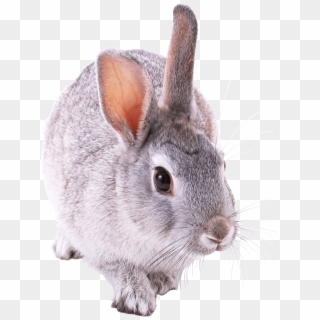 Animals - Bunnies Png Clipart