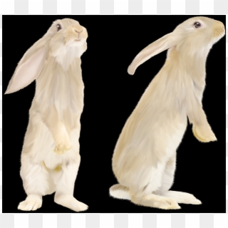 Free Rabbit Png Images - Domestic Rabbit Clipart