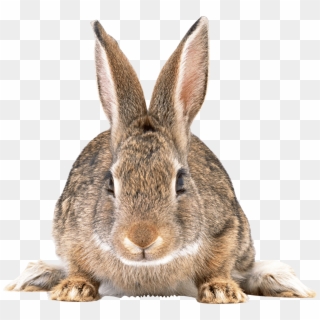 Cute Brown Rabbit Png Image - Rabbit Png Clipart