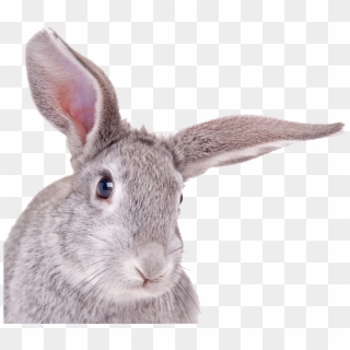 Rabbit Head White Background Clipart