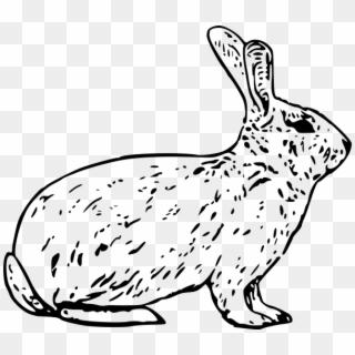 Arctic Hare Clipart Black And White - Png Download