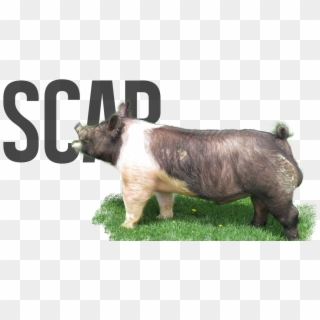 Scar - Domestic Pig Clipart