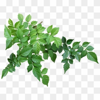 Leaves, Branch, Garden, Nature, Green - Branch Leaves Clipart