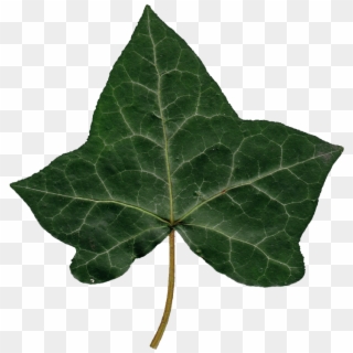 Ivy Leaf Png - Ivy Leaves Png Clipart