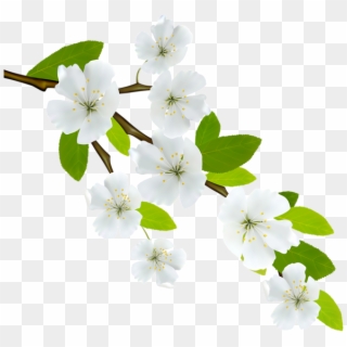 Spring Branch Png Image - Spring Branch Png Clipart