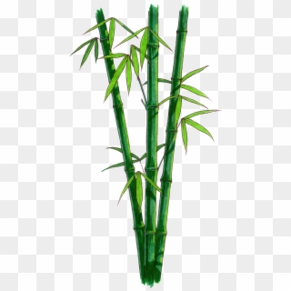 Bamboo With No Background Clipart