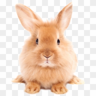 Easter Rabbit Png Hd - Rabbit Png Clipart