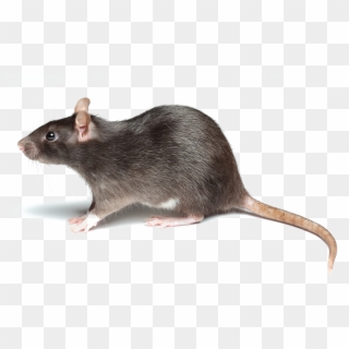 Rat Png Picture - Rat Png Clipart