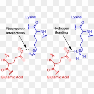 Next Revisit Glutamic Acid Lysine Salt Bridge - Salt Bridge Protein Clipart