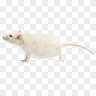 Rat Png Free Download - Mouse Clipart
