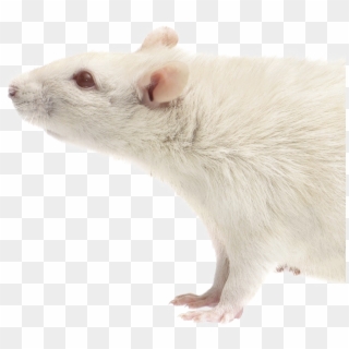 Rat Download Transparent Png Image - Mouse Clipart