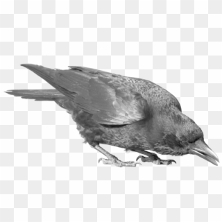 Common Raven Png Image - Crow Transparent Clipart