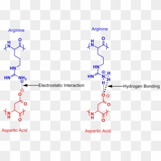 Arginine Aspartic Acid Salt Bridge - Arginine And Aspartic Acid Clipart