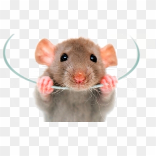 Rat Png Image - Pet Rats Clipart