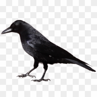 Crow - Black And White Image Of Crow Clipart
