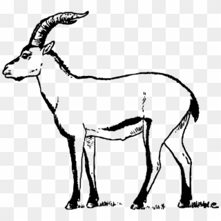 Portuguese Ibex Cabrera Goat - Goat Png Drawing Clipart