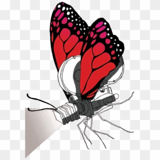 Download Transparent Png - Brush-footed Butterfly Clipart