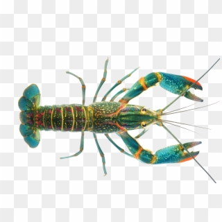 Crayfish Png - Australian Red Claw Crayfish Clipart