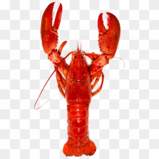 Download Lobster Animals Png Transparent Images Transparent - American Lobster Clipart