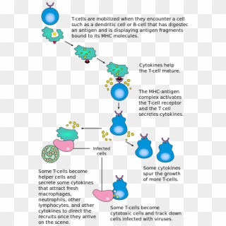 T Cells Are Responsible For Cell-mediated Immunity - T Cell Activation Summary Clipart