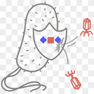 An Adaptive Immune System Found In Bacteria And Archaea, Clipart