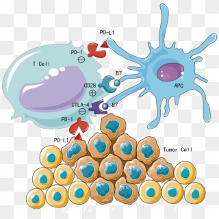 Restoring Immune System Function - Cells Clip Art Png Transparent Png