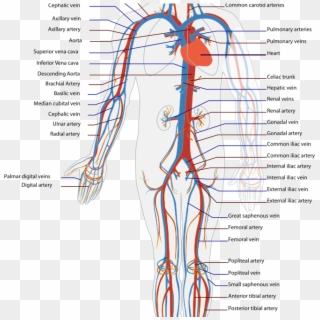 Immune System Disorders - Blood Path From Toe To Heart Clipart