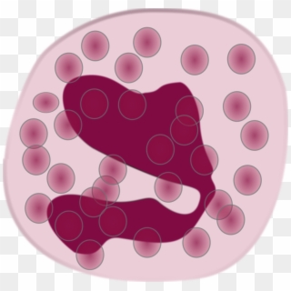 White Blood Cell Eosinophil Neutrophil Immune System - Eosinophil Clipart - Png Download