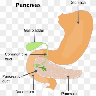 Pancreatitis - Gall Bladder Clipart
