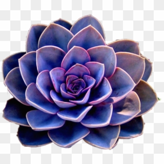 Blue Transparent Flower Crown Png Image With Transparent - 多肉 植物 青 系 Clipart