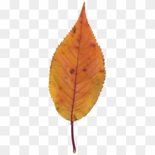 Autumnal Leaves,cherry,fallen Leaves,separation - Autumn Clipart