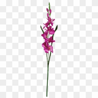 Dark Pink Gladiolus - Cattleya Elongata Clipart
