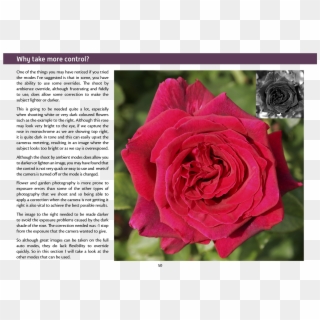 Joomla Plugins - Garden Roses Clipart