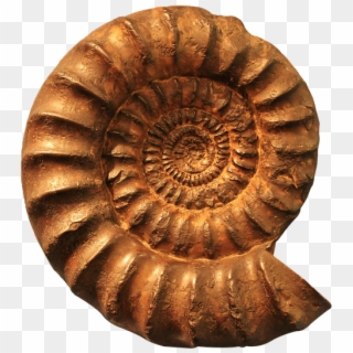 Ammonite, Fossil, Png - Ammonite Fossils Clipart