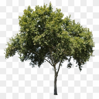 Apple Tree Isolated - Tree Texture Png Clipart