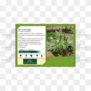 Arisaema Triphyllum Jack In The Pulpit Wisconsin Benchcard - Plant Stella D Oro Daylily Clipart