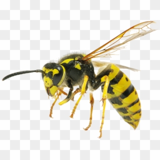 Bee Hornet Clipart