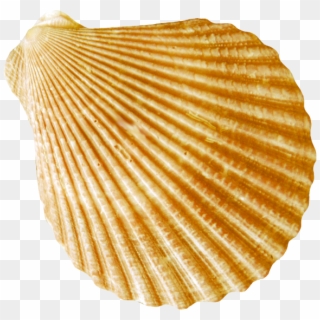Conch Png - Ракушка Png Clipart