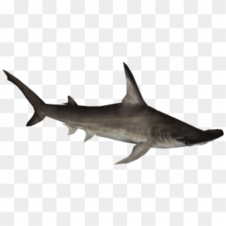 Hammerhead Shark Clipart - Hammerhead Shark Png Transparent Png