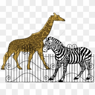Free Png Animals In Zoos Png Image With Transparent - Zebra Black And White Drawing Clipart