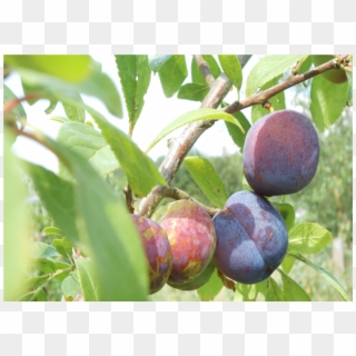 Victoria Is Considered One Of The Best Plums, However, - Fruit Tree Clipart