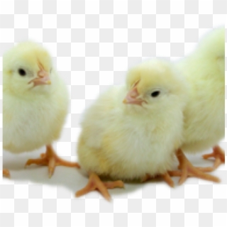 Estes Hatchery Llc » White Leghorn Chicks - Chicken Clipart