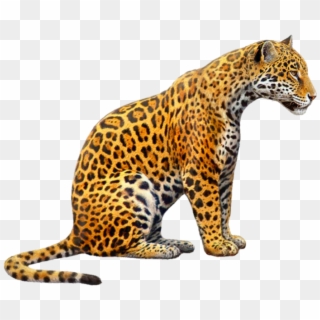#jaguar #jagger #jaguars #tiger #tigers #cat #zoo #animals - Jaguar Png Clipart