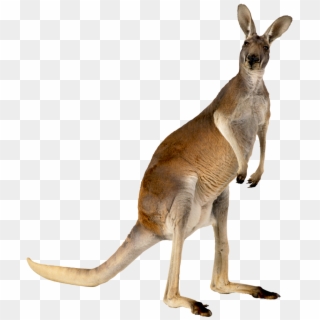 Kangaroo Cartoon Free Png Image Canguro Dibujo A Color Clipart Kangaroo Cartoon Free Png Image Canguro Dibujo A Color Clipart