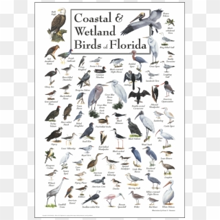 Coastal & Wetland Birds Of Florida Poster - Birds Of Florida Clipart