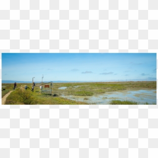 Commitment To Wetland Restoration In The Bay Area - Freshwater Marsh Clipart