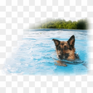 Cool Dog Png - Swimming Dog Png Clipart