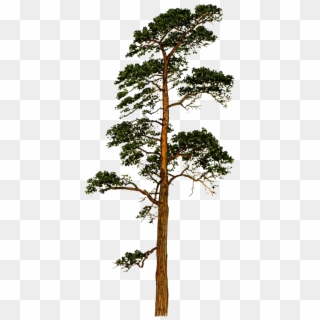Scots Pine Pinus Sylvestris - Scots Pine Tree Png Clipart