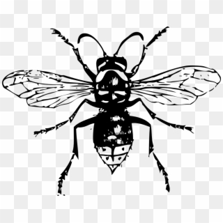 Hornet Bee Insect Bald-faced Hornet Hornets Wasp - Шершень Мультик Clipart