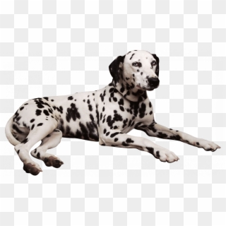 Dalmation Clipart Penny - Dalmatian Laying Down - Png Download